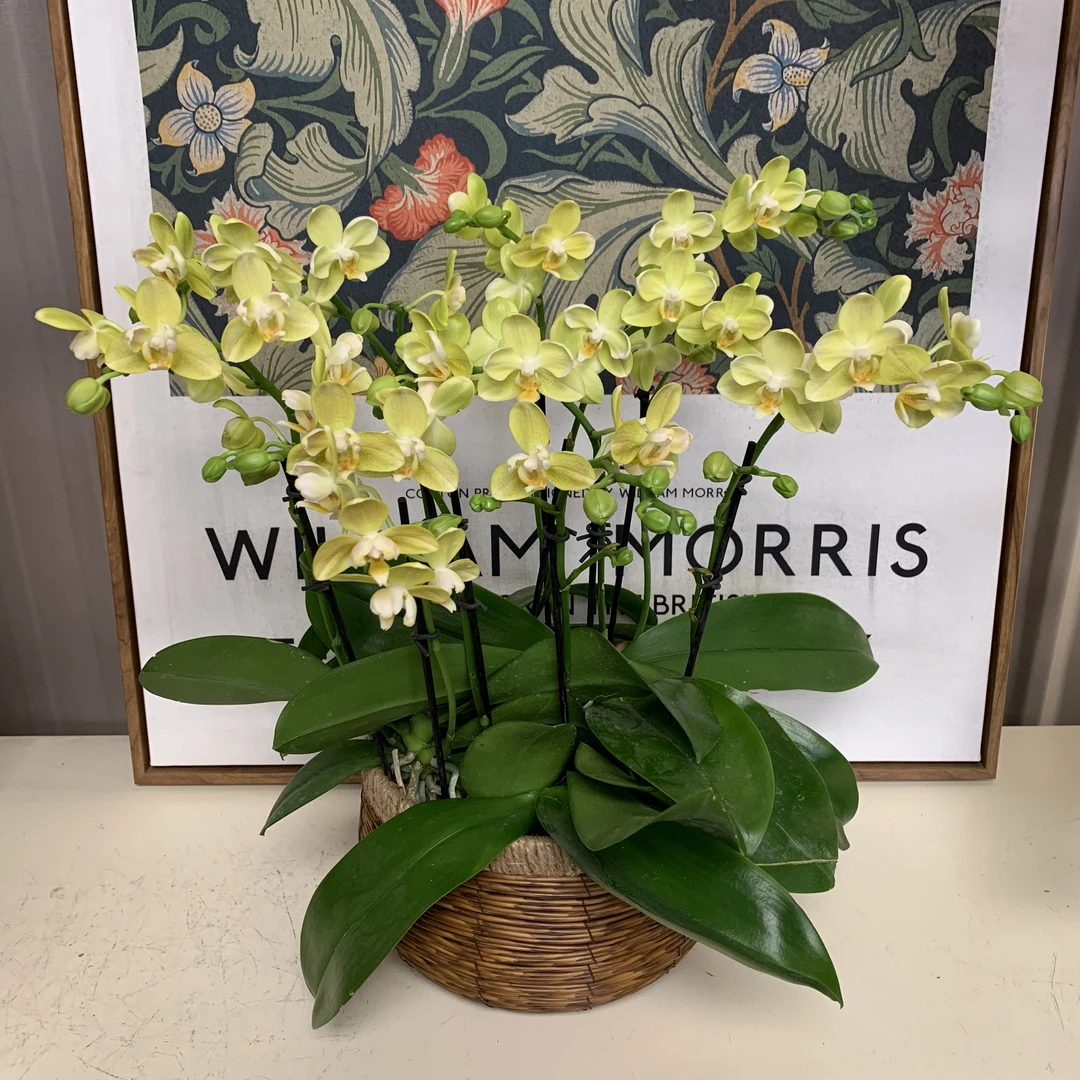 年宵花蝴蝶兰【阳光假日】室内花卉送礼 宴请 婚礼绿植带花苞种植花