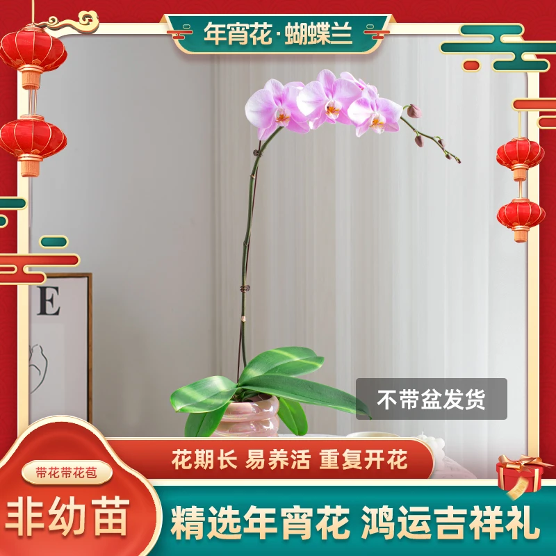 年宵花蝴蝶兰【维纳斯】室内超大花带花盆栽花卉送礼开花养活种植花
