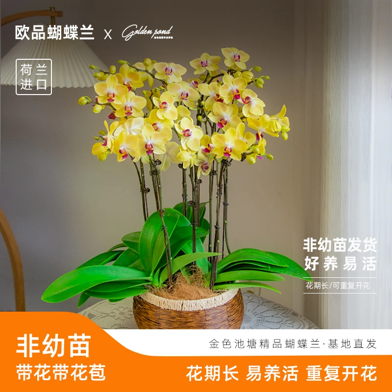 浪漫七夕节蝴蝶兰【金玉满堂全黄】室内花卉阳台客厅开业送礼花