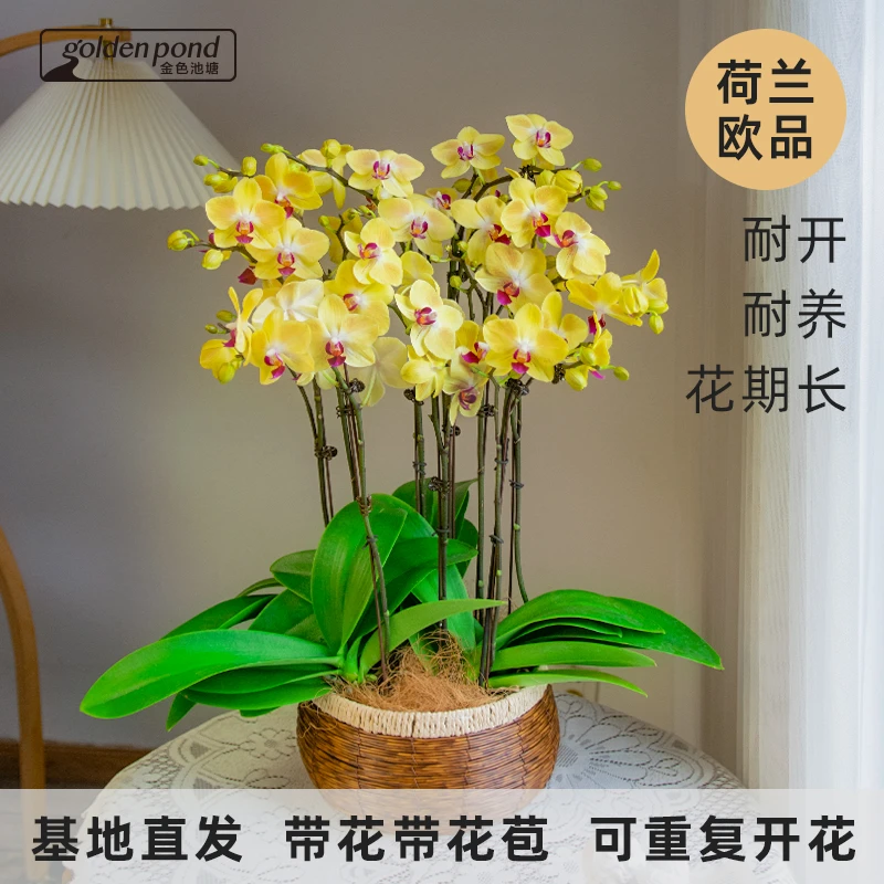 蝴蝶兰【金玉满堂全黄】室内花卉盆栽带花客厅开业乔迁礼品鲜花