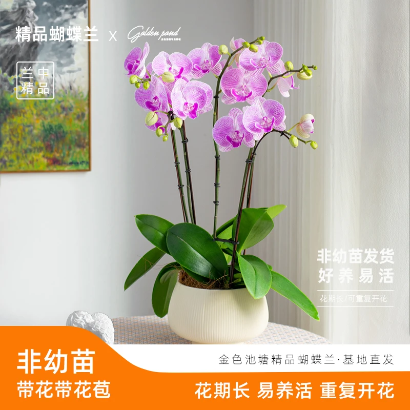 精品鲜花蝴蝶兰【奥斯汀】带花易养活室内开花绿植花卉送礼种植花