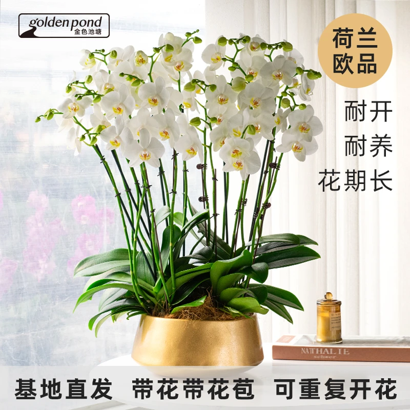 蝴蝶兰【多佛】鲜花绿植室内办公室精美花卉伴手礼带花送礼种植花