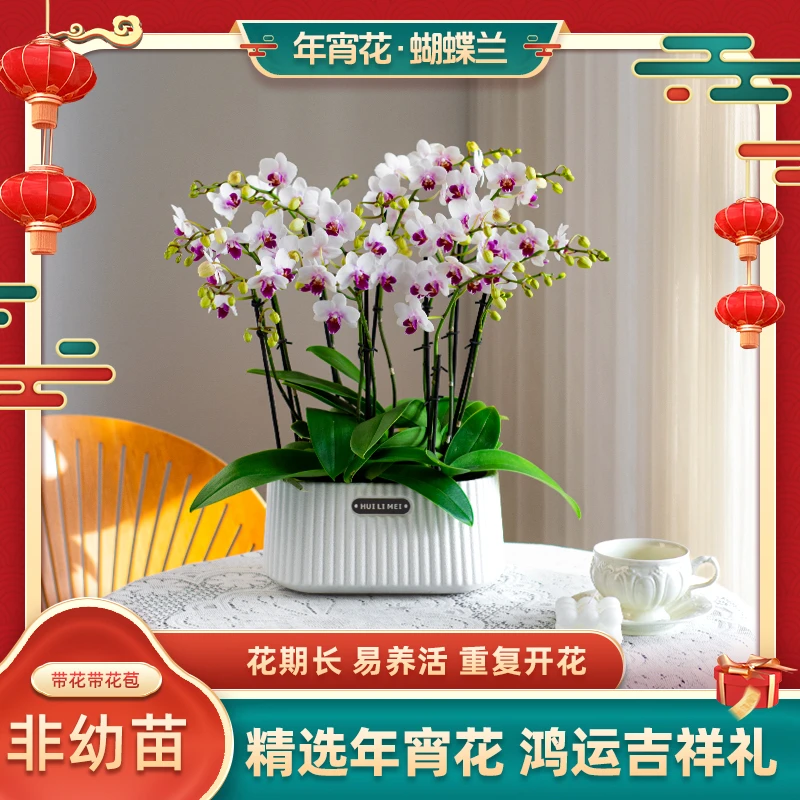 年宵花蝴蝶兰【蜂鸟】室内花卉带花盆栽送礼客厅鲜花种植蝴蝶兰盆栽