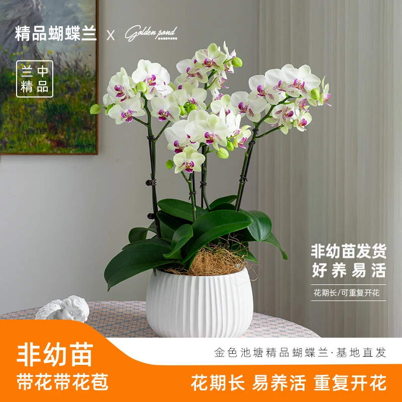 美好中国丰收季【绿熊】蝴蝶兰室内盆栽绿植乔迁婚礼开花好养活送礼