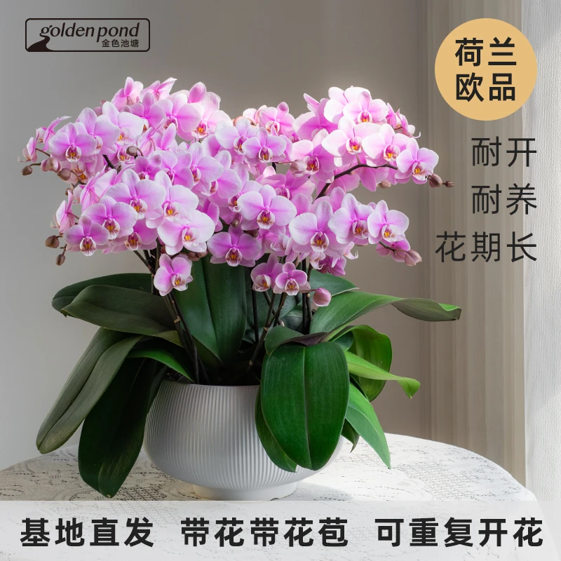 蝴蝶兰【万人迷】室内花卉盆栽带花带花苞婚礼 开业 送礼 耐寒 花