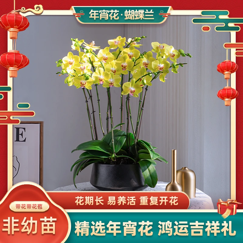 年宵花蝴蝶兰【黄金岁月】室内开花绿植带花花卉阳台送礼生长种植花