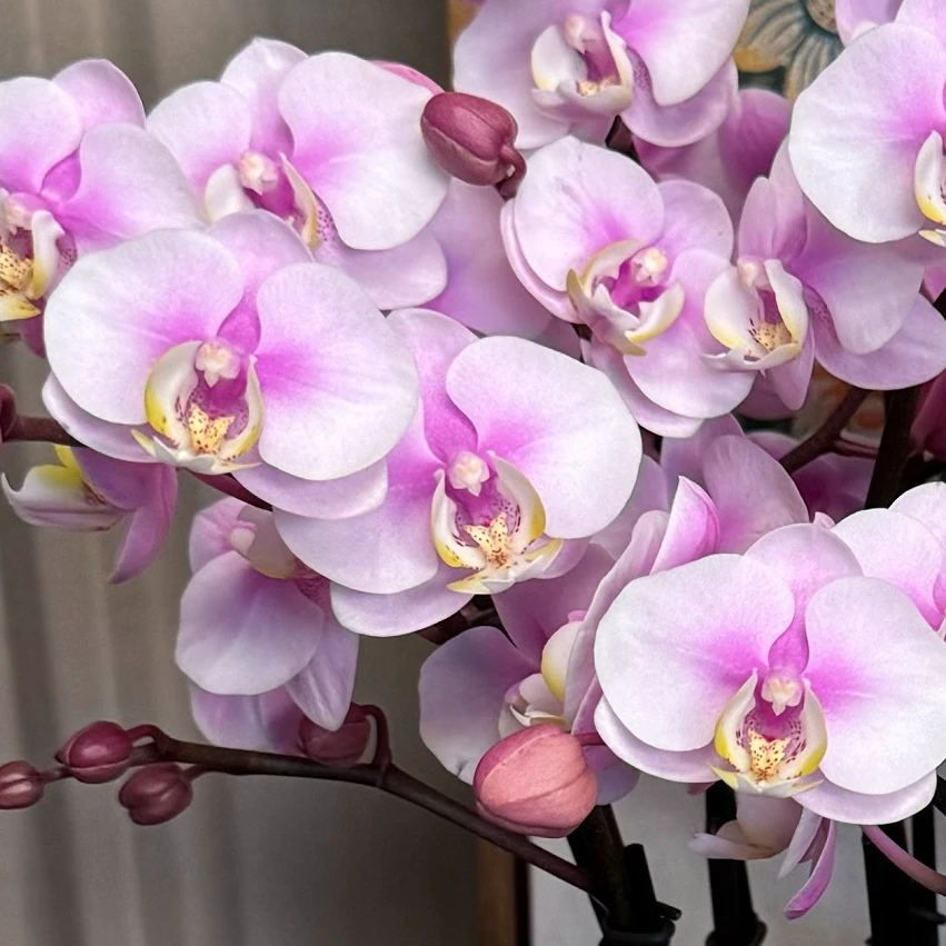 年宵花蝴蝶兰【梅花】室内花卉盆栽带花客厅绿植开业乔迁鲜花礼品