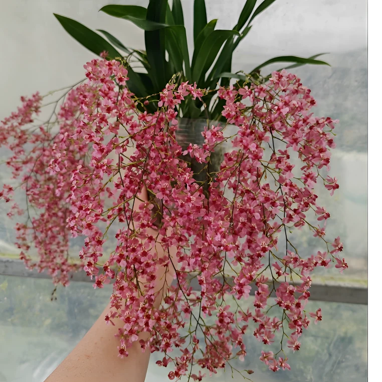 红色梦香兰盆栽文心兰室内阳台花卉0度及以下不拍保温冻坏不售后