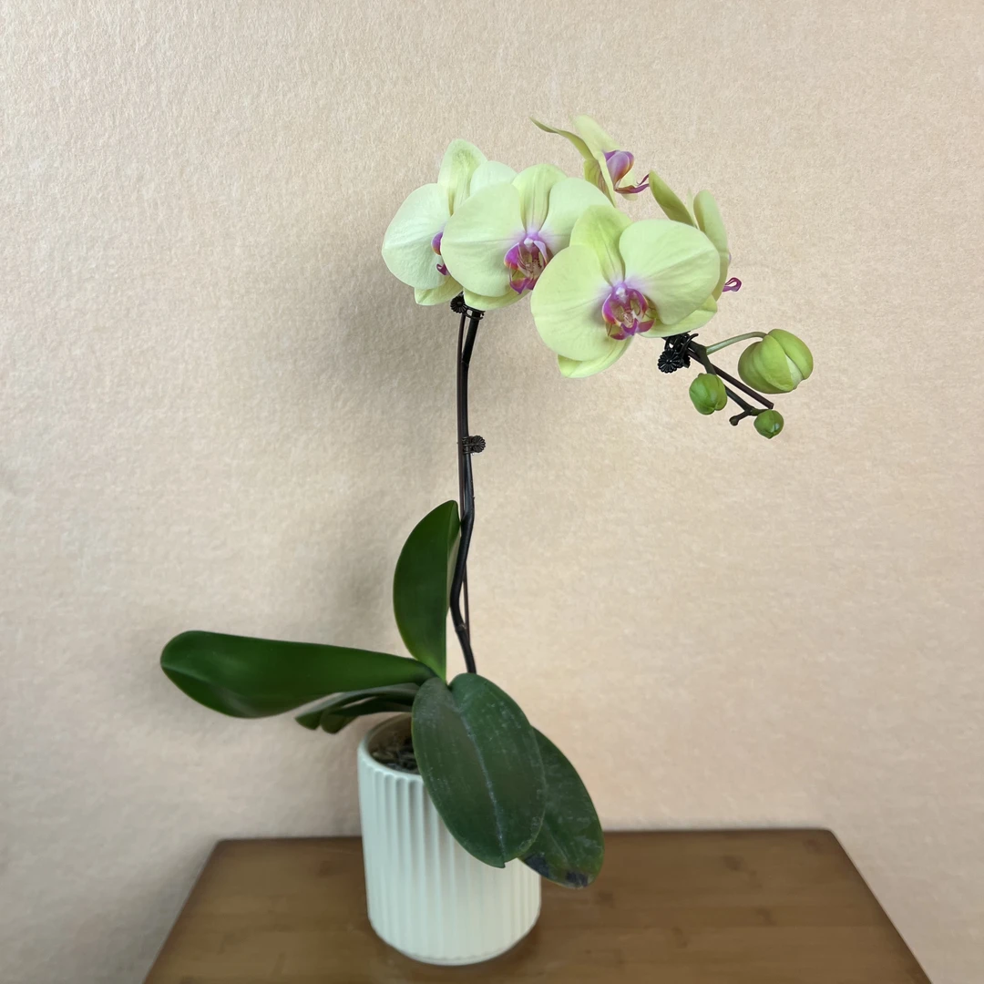 蝴蝶兰【布拉格】室内   花卉 公司前台 花卉 绿植 带花苞 开花