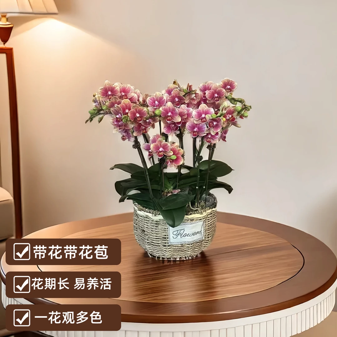 【金蝶】欧品蝴蝶兰 橙红色 客厅阳台 卧室  观赏 花卉 植株