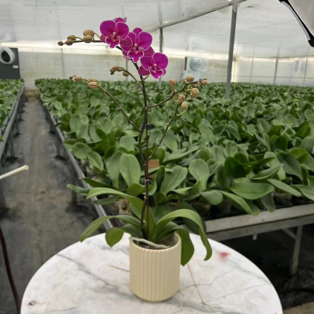 蝴蝶兰【红豆】室内   花卉 公司前台 花卉 绿植 带花苞 开花