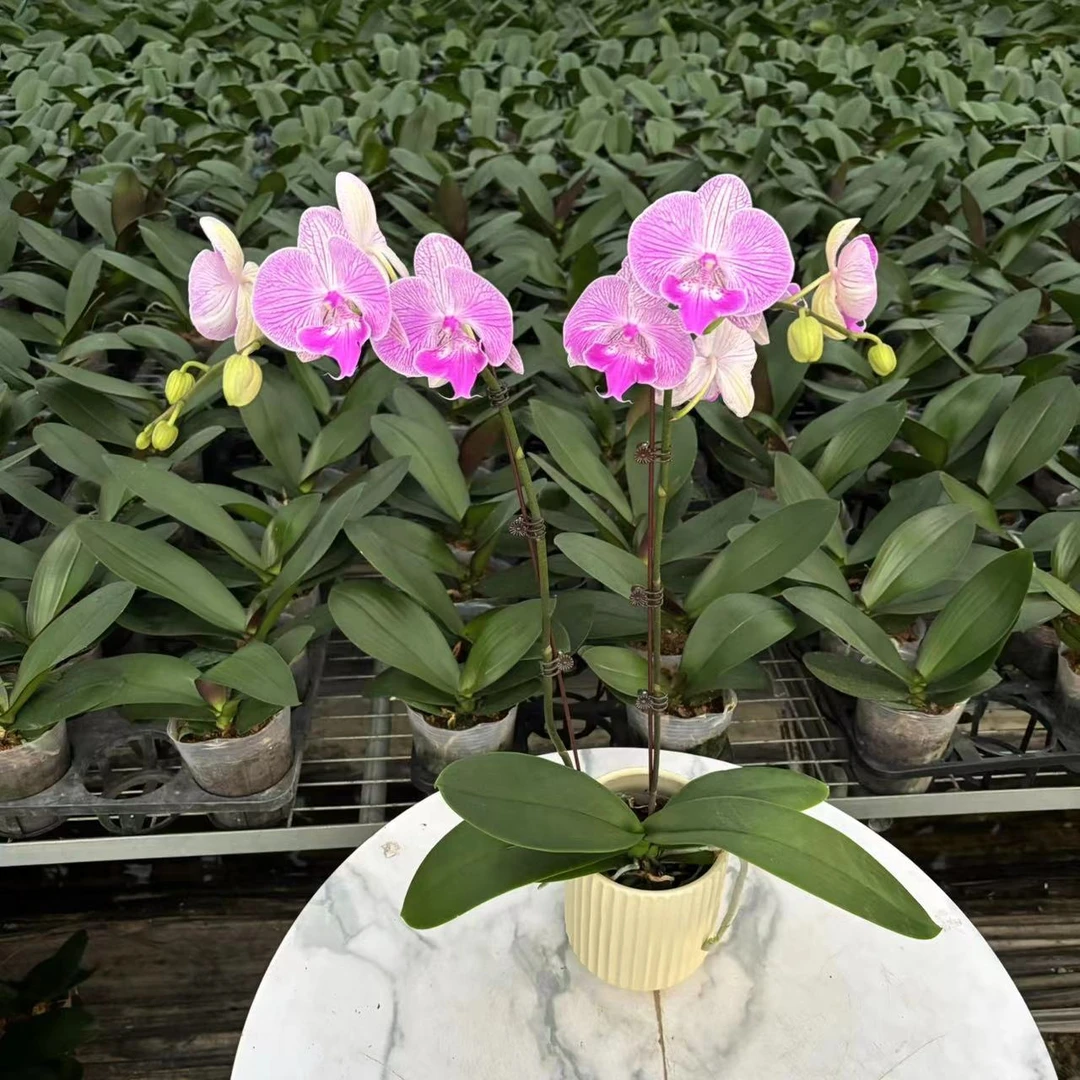 【俏佳人】粉色蝴蝶兰 室内盆栽植物 花期长 源头基地直发