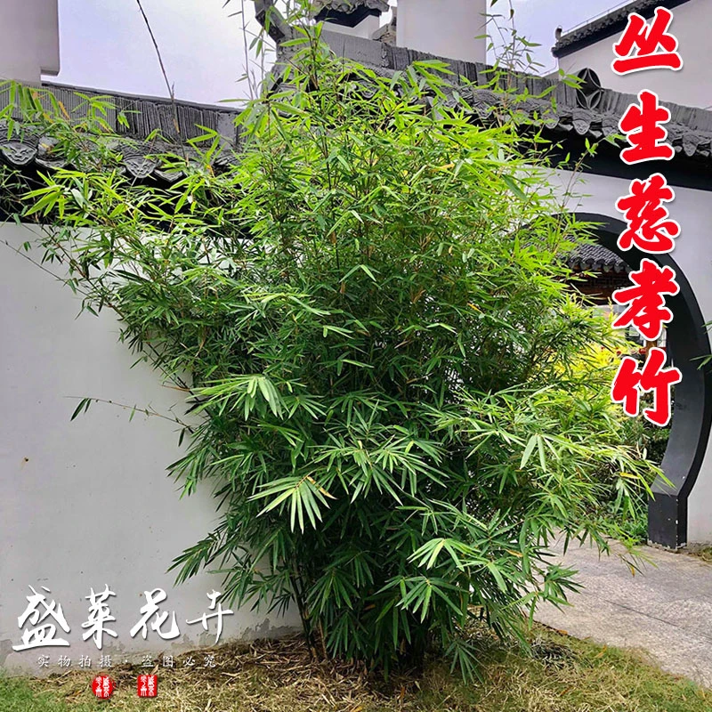 丛生竹慈孝竹连体窝竹庭院户外小型观赏竹子苗四季青阳台盆栽种植