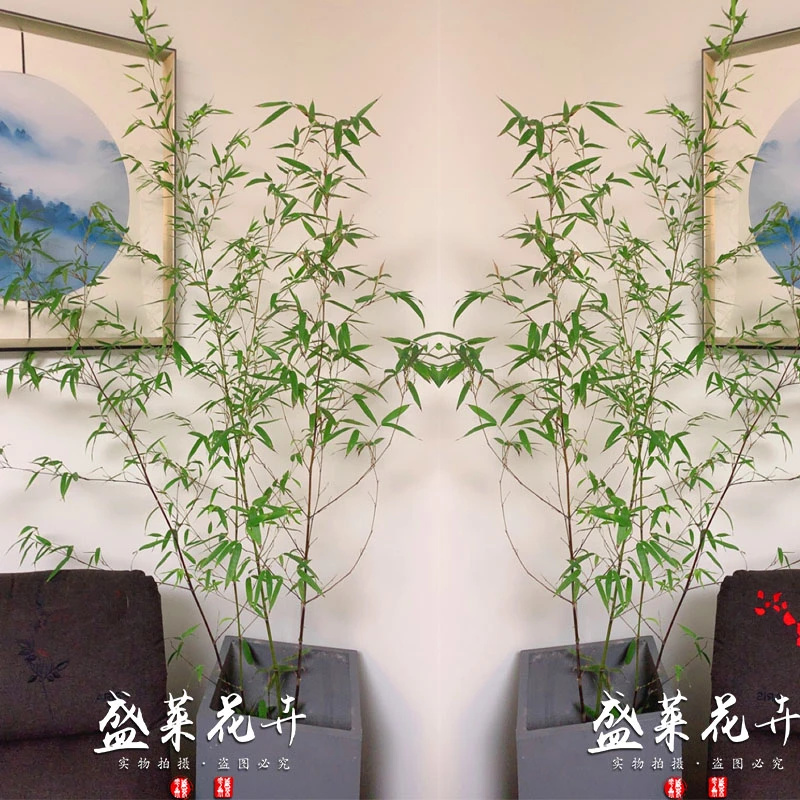 庭院不修剪景观竹子苗植物四季青别墅室外观赏紫竹室内盆栽金竹子