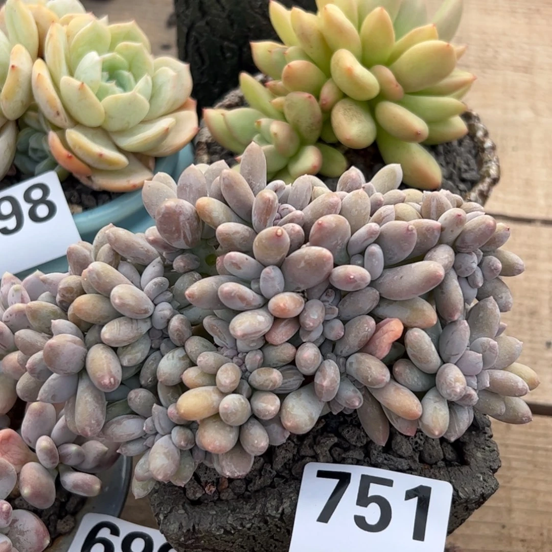 多肉植物多肉植物