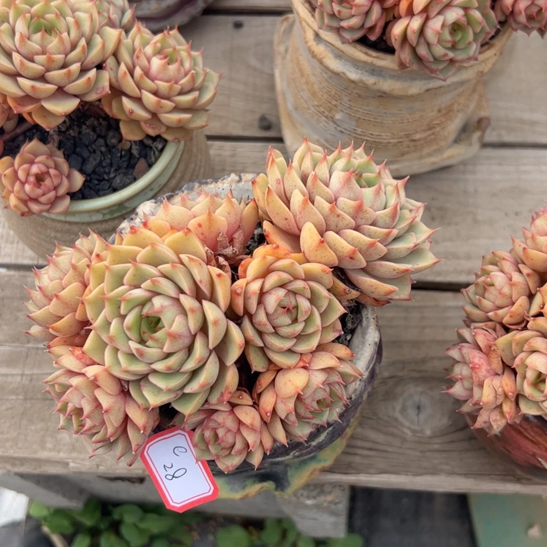 多肉植物多肉植物