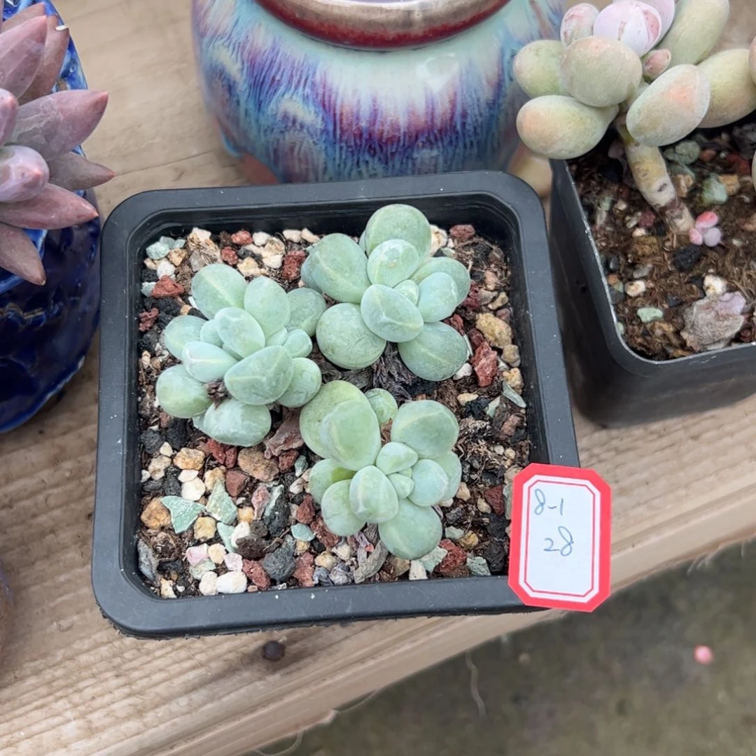 多肉植物多肉植物