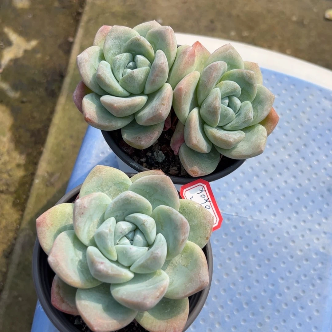 多肉植物多肉植物