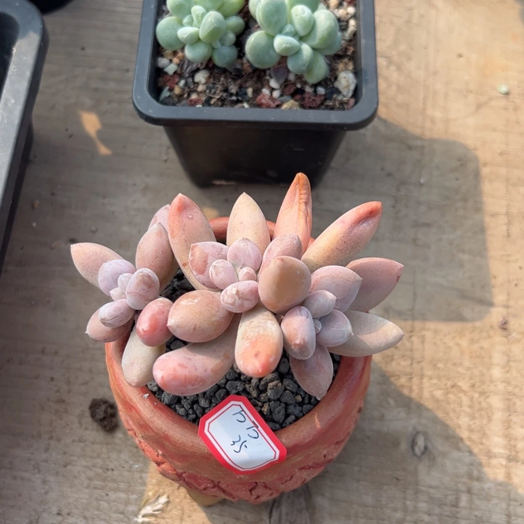 多肉植物多肉植物