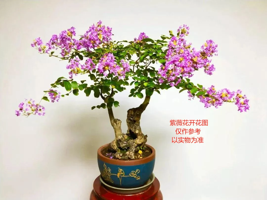 山采紫薇桩；（直播间一物一拍，挂好牌点名去付款，请勿自行下单）
