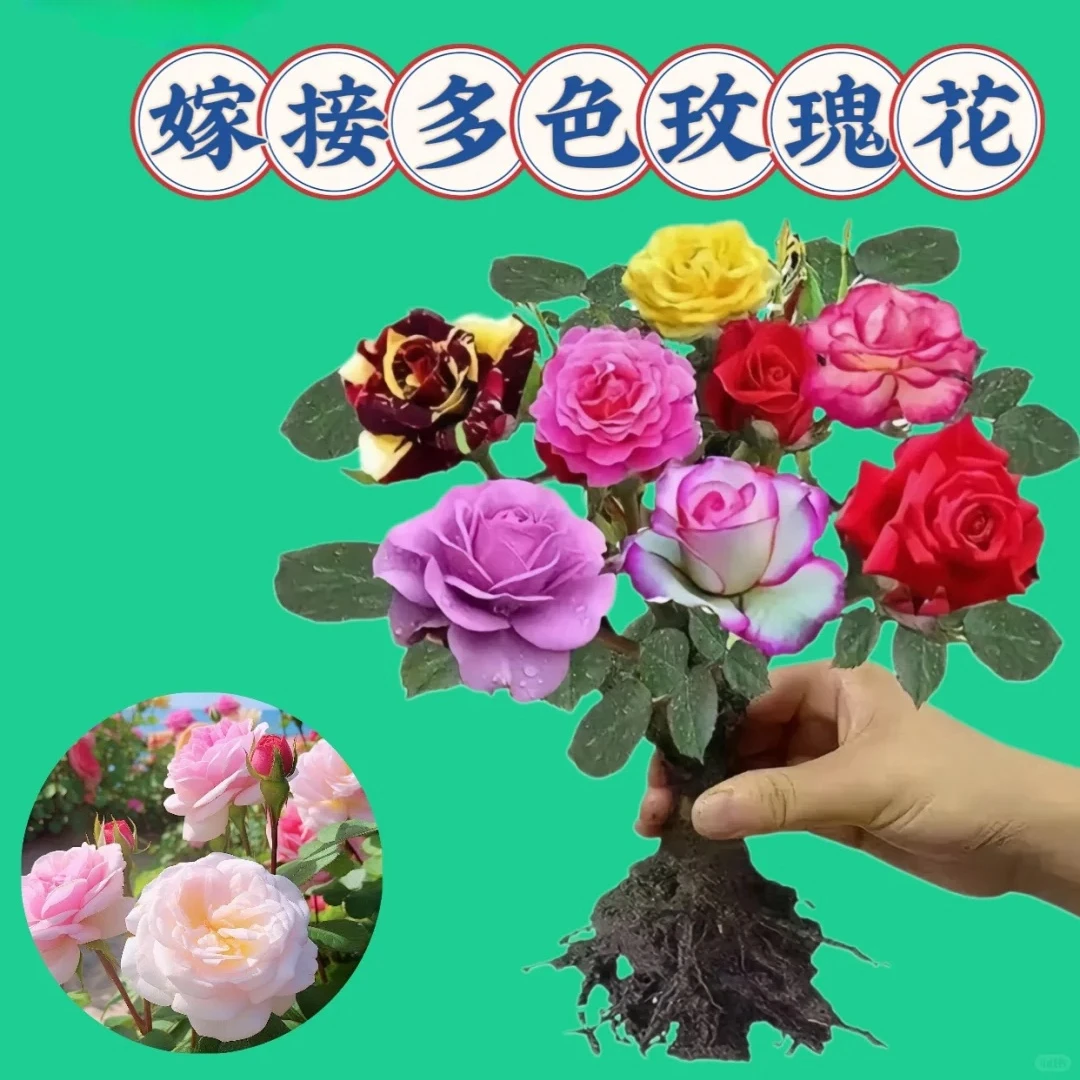 嫁接玫瑰花老桩室内阳台月季花卉四季开花耐寒热植物盆栽大花浓香