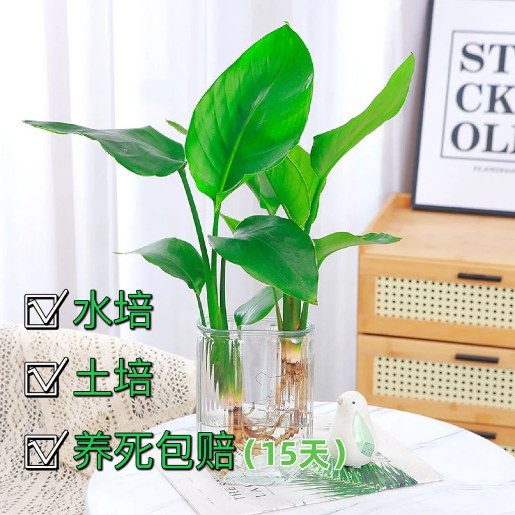 天堂鸟盆栽水培植物鹤望兰室内好养绿植花卉桌面耐阴四季水养盆景