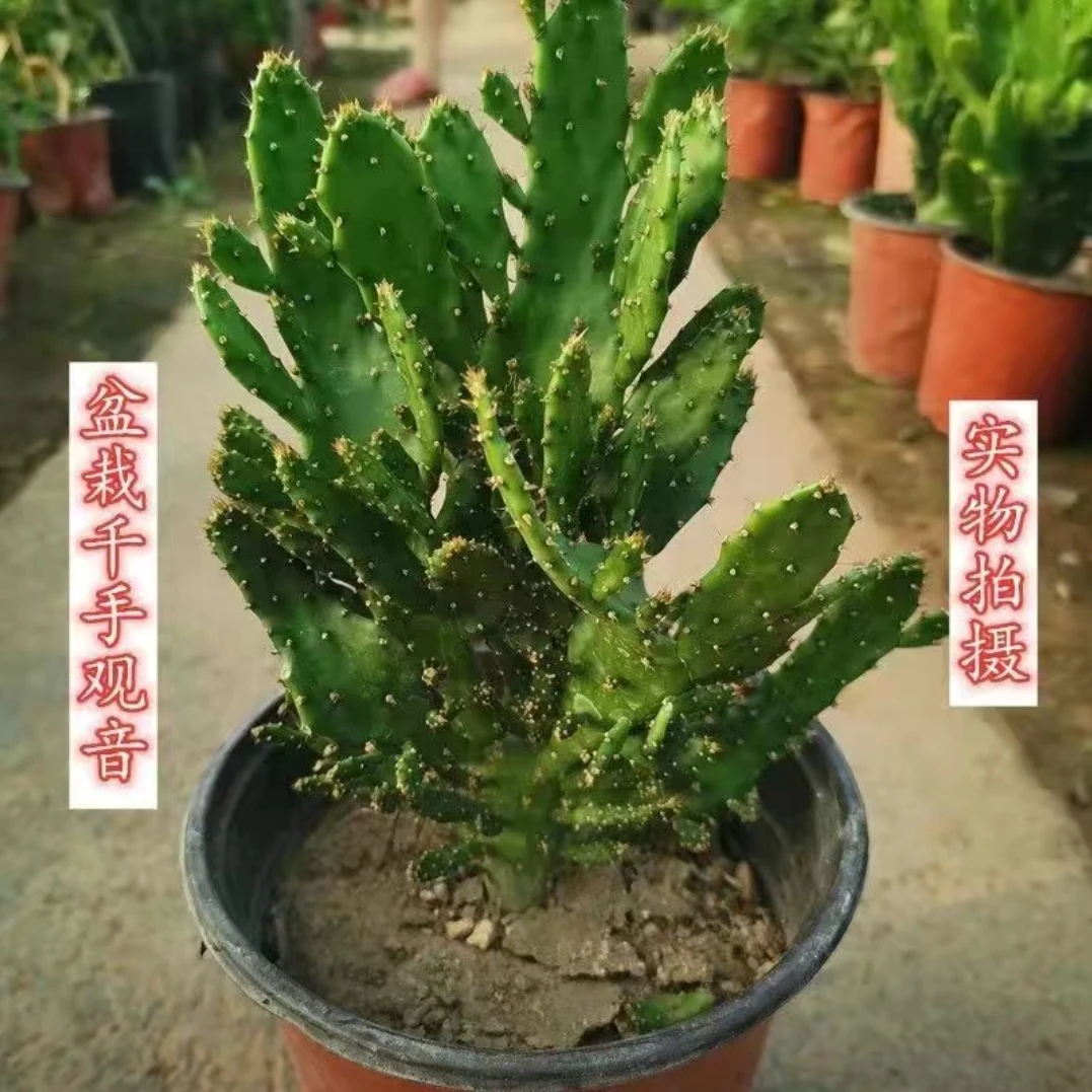 千手观音盆栽植物室内阳台绿植花卉仙人掌类千佛手多肉植物新手