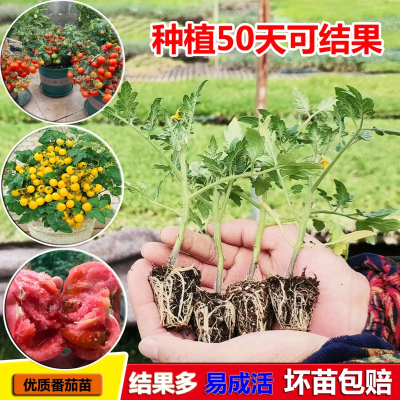 四季小番茄种子苗千禧圣女果矮生西红柿盆栽大西红柿菜苗孑秧果苗