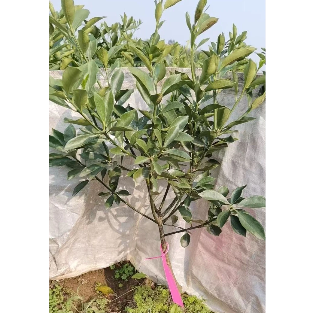 【一物一拍】各类绿植树苗庭院阳台楼顶盆栽地栽苗