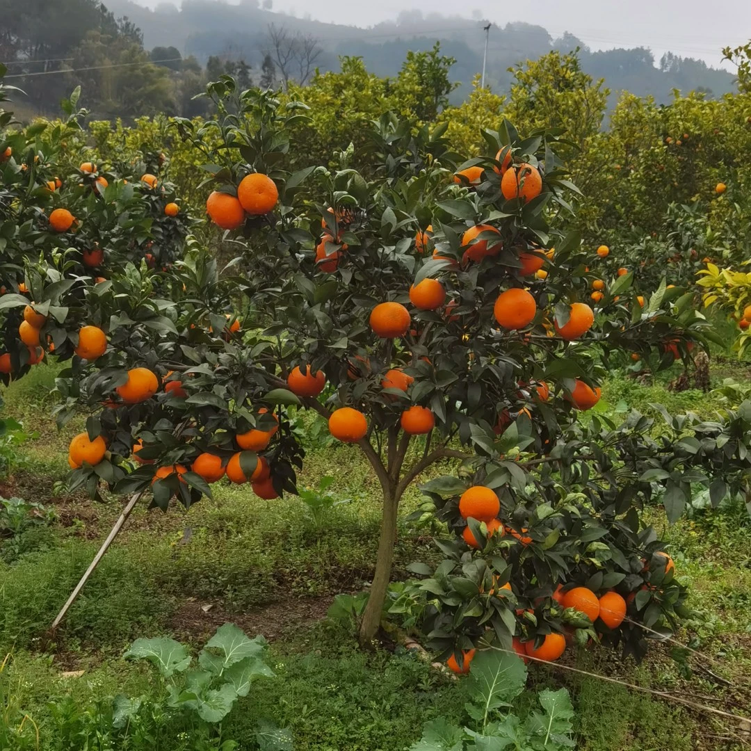 【一物一拍】  各类阳台庭院 花园植物种植盆栽地栽嫁接苗和桩