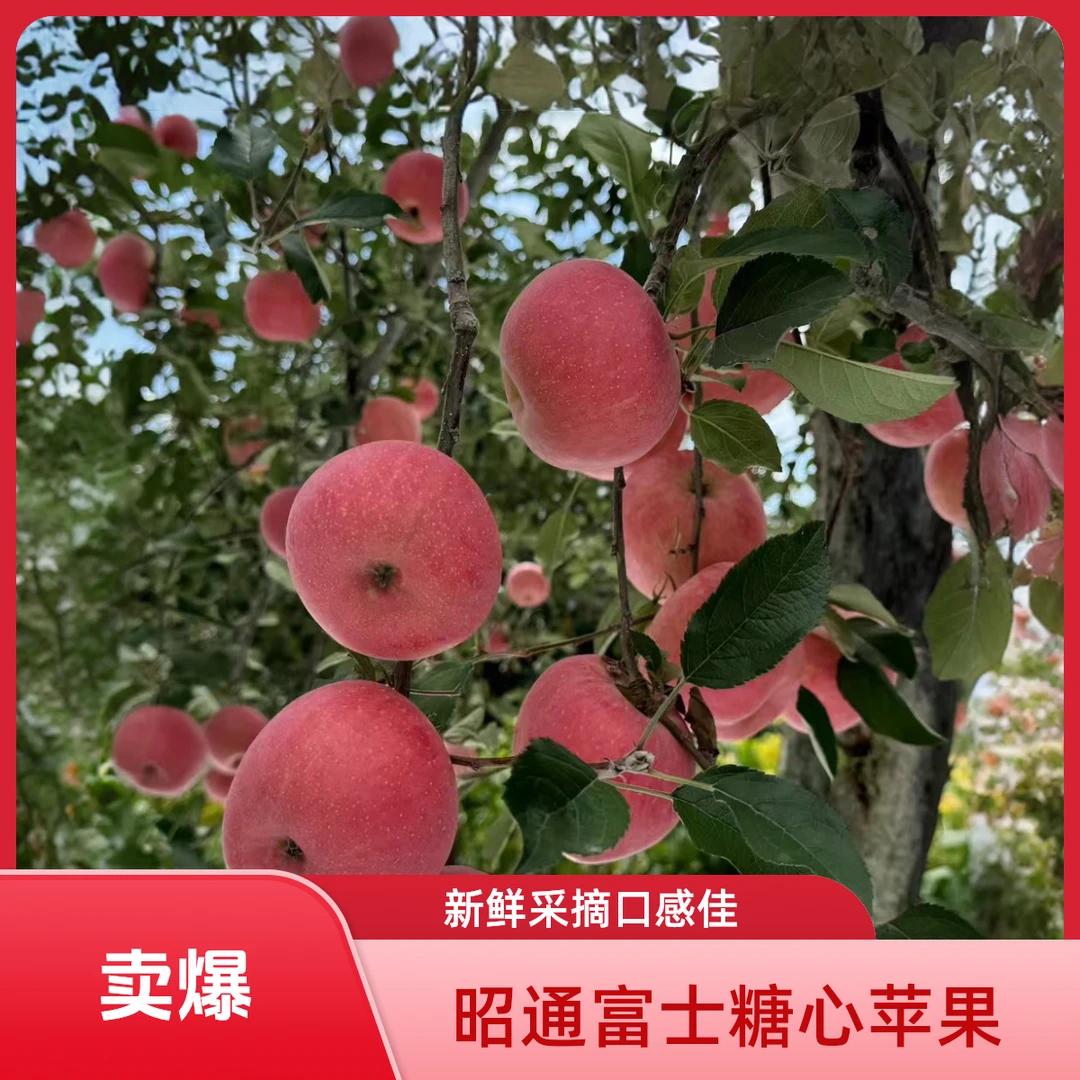 《2025新鲜果》正宗昭通洒渔丑苹果红富士