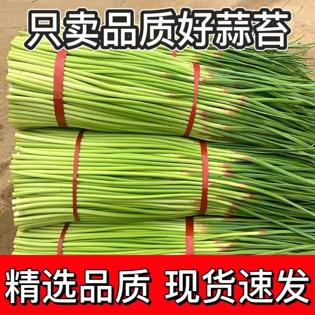 【红帽鲜蒜苔】24年蒜苔新鲜蒜薹蒜毫蔬菜蒜苗农家蔬菜嫩蒜薹3斤5斤