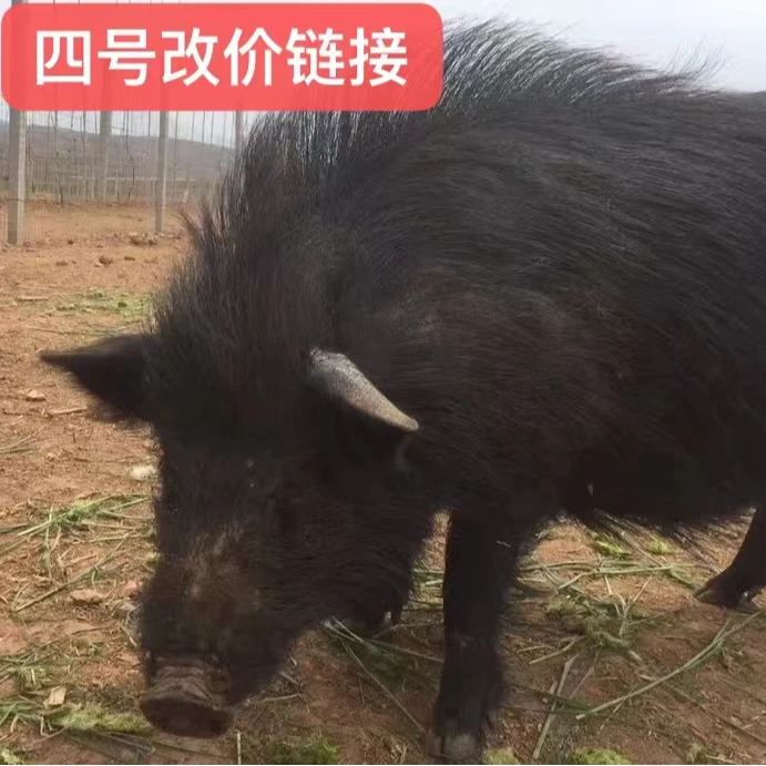 【三号改价链接】山野跑山藏香猪一物一拍重量以直播间称为准可截图