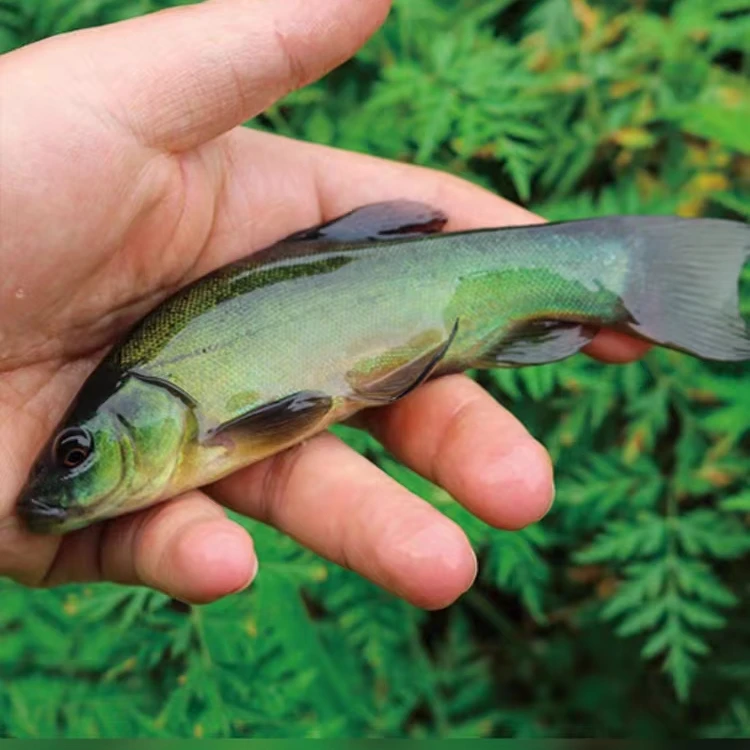 杂食性丁桂鱼苗淡水养殖食用大丁桂可混养易养殖