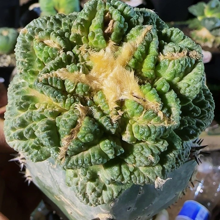 志贺351仙人球开花