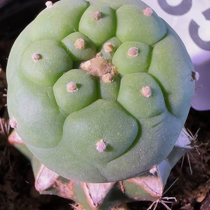 佛头358仙人球开花