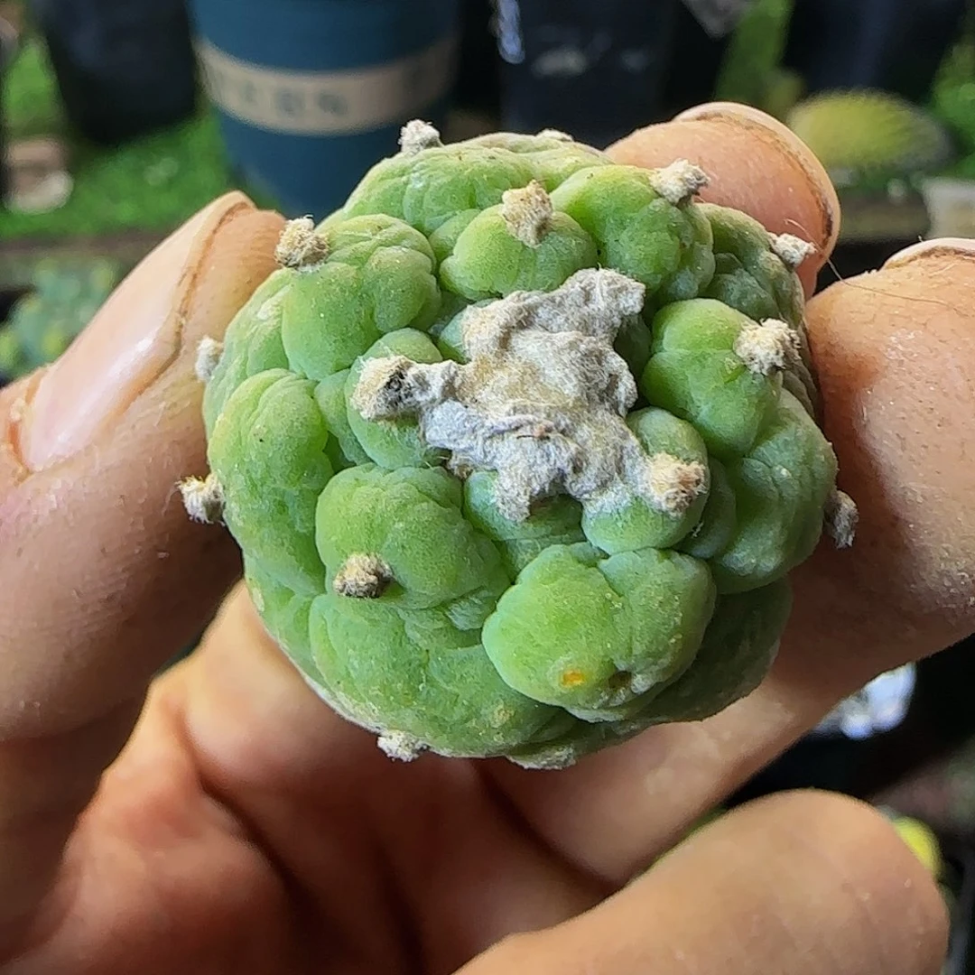 皱尤古田呗447有根