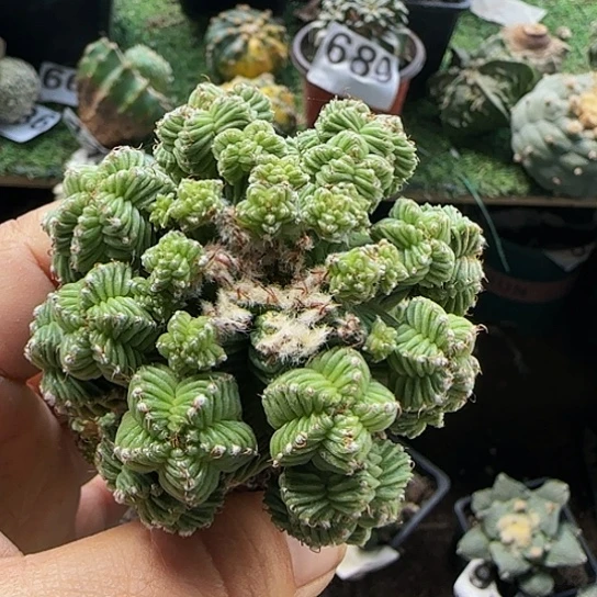 逝**子五星花龙群887仙人球开花