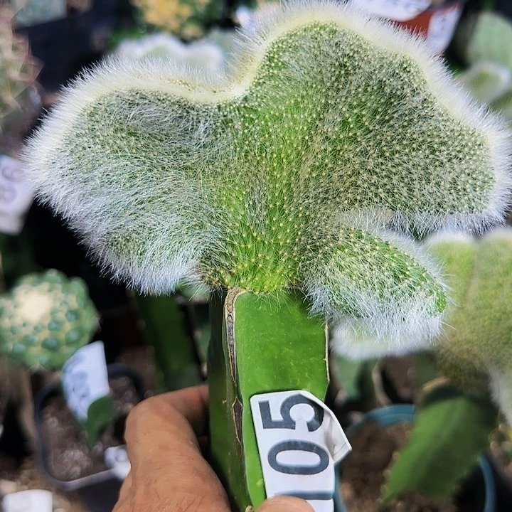 九尾狐缀化105仙人球开花
