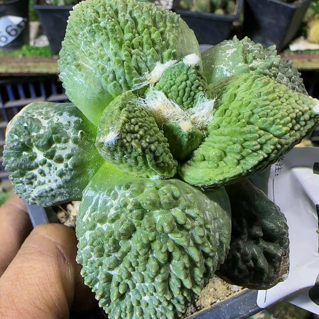 大尤哥斯拉怒涛726
