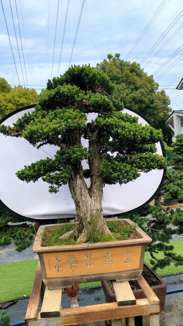 大阪松罗汉松杜鹃花