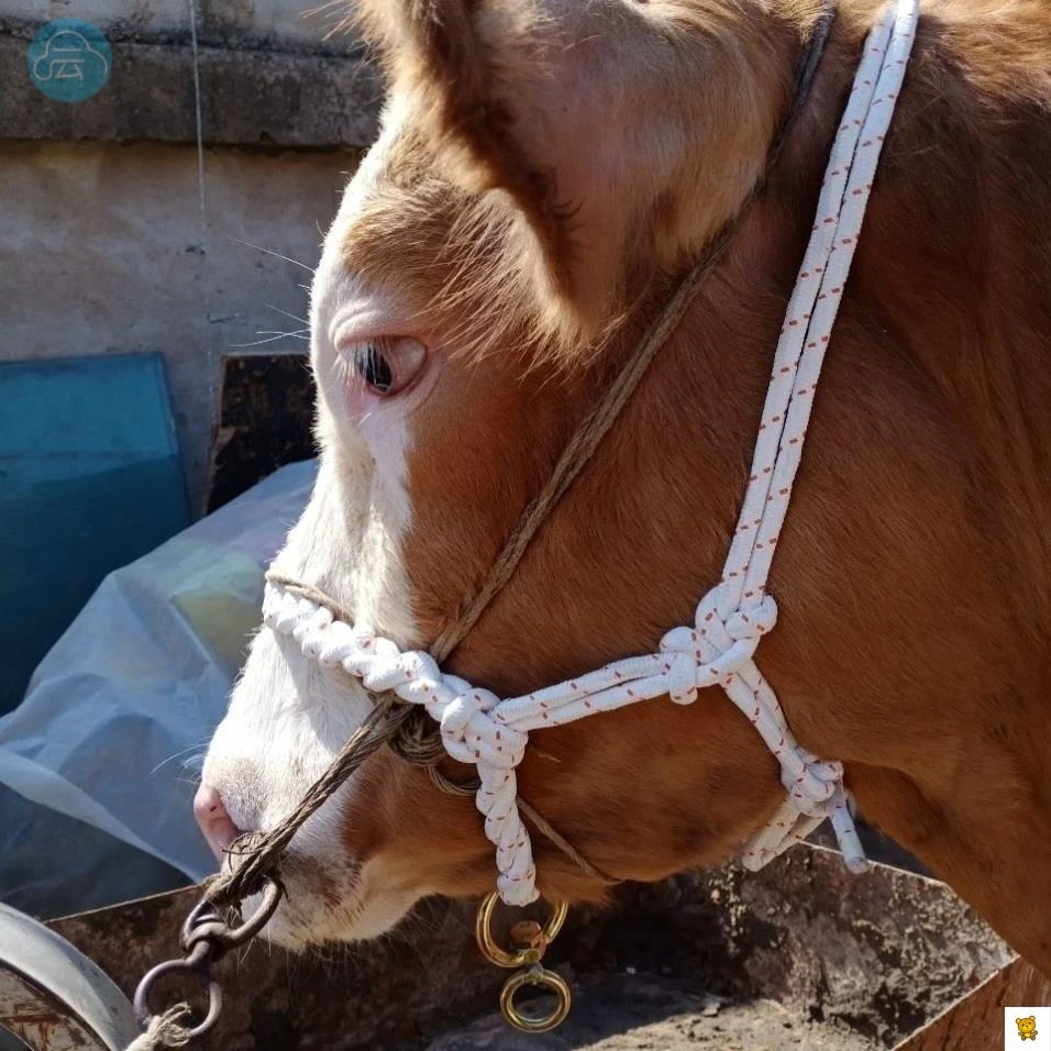 牛笼头套牛笼头牛龙头绳子拴牛专用脖套牛龙套绳子栓牛神器笼头套