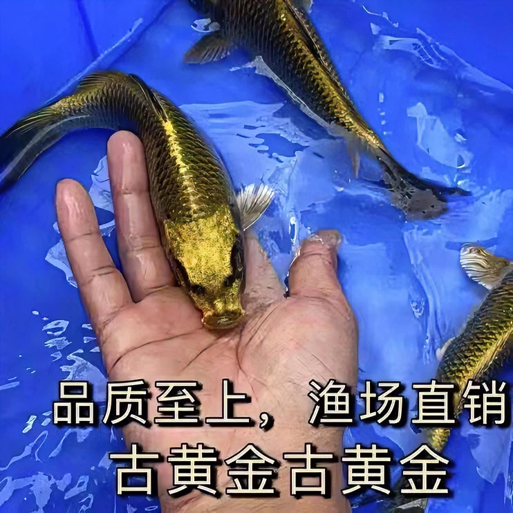 锦鲤活鱼包邮观赏鱼活体淡水冷水鱼纯种青龙化身古黄金锦鲤鱼金鱼