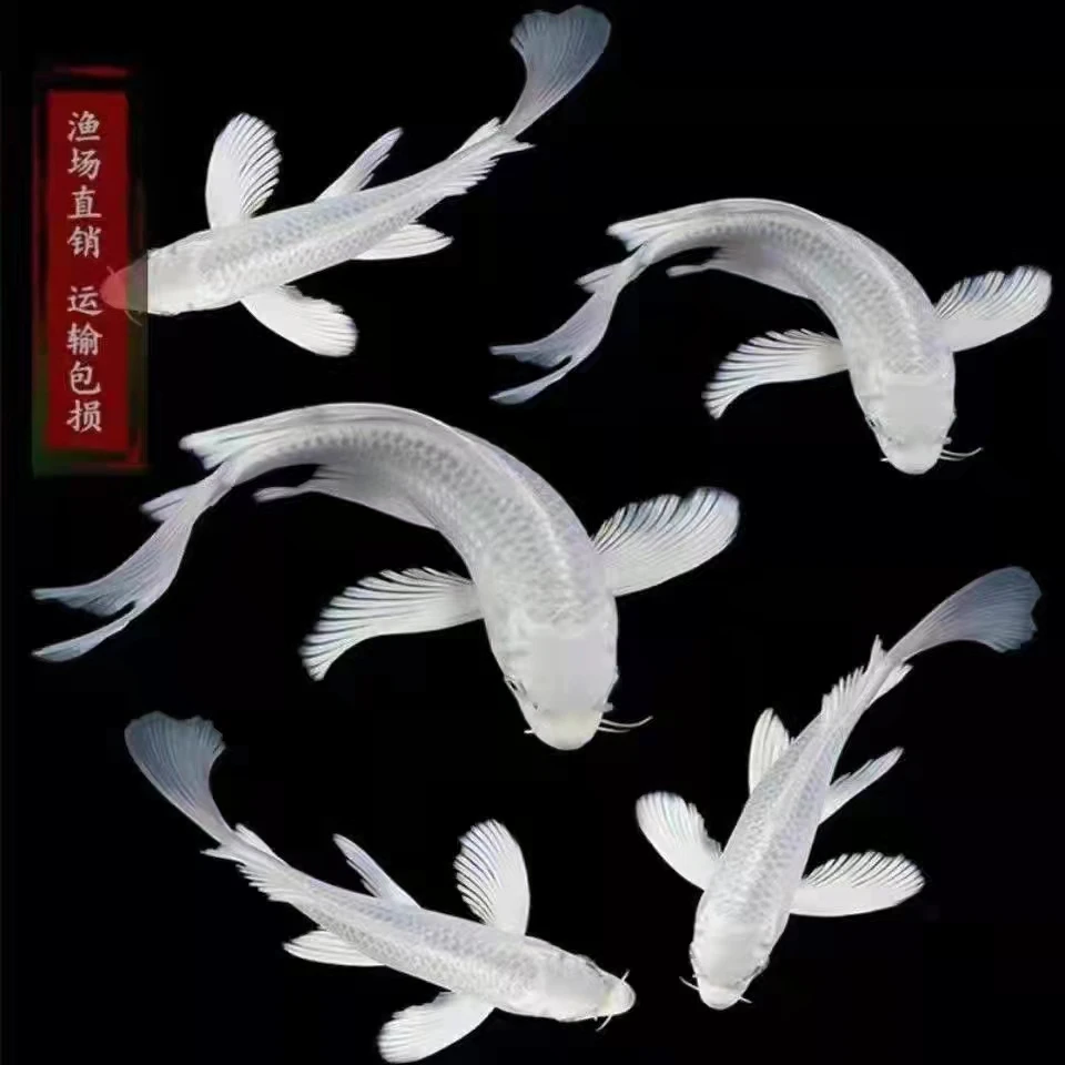 白金蝴蝶锦鲤活体纯种单色鲤精选白金龙凤观赏鱼锦鲤耐活淡水鱼苗