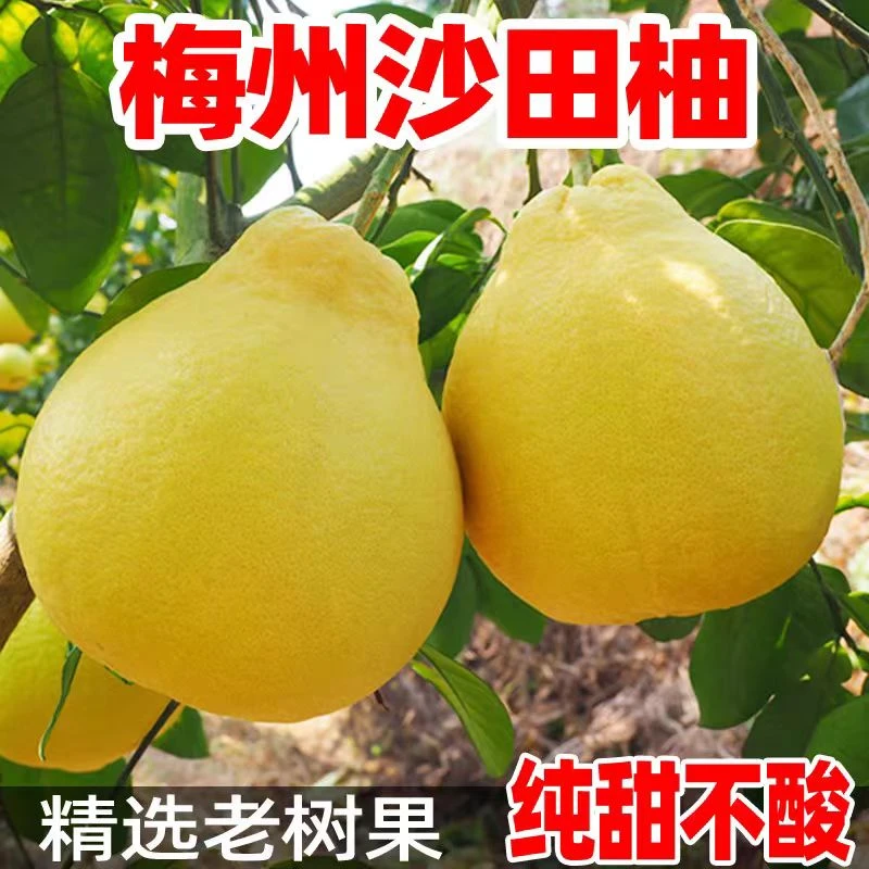 梅州沙田柚礼盒纯甜无酸送人送礼产地直发密甜爽口新鲜正宗清甜