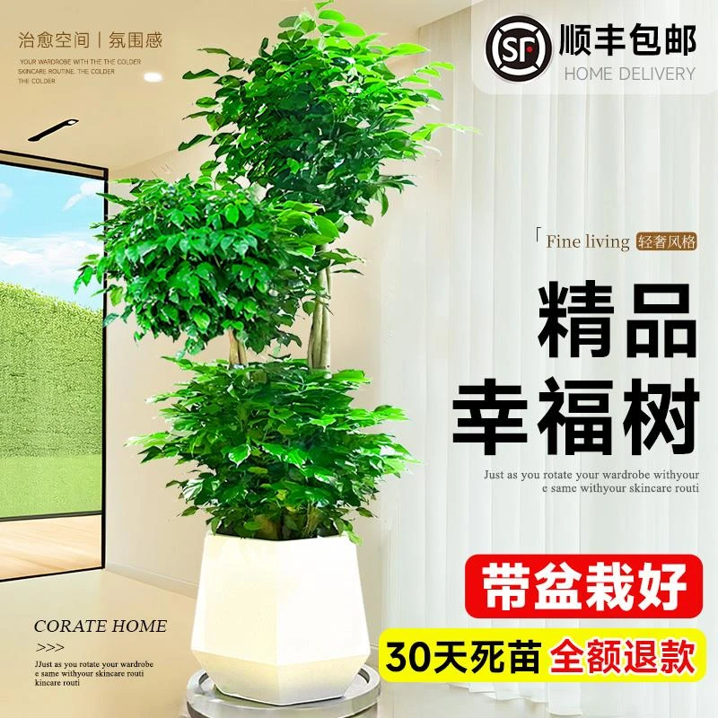 幸福树客厅盆栽大棵室内大型绿植物落地禄植吸甲醛新房乔迁花卉