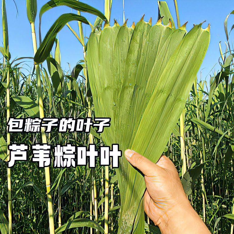 主播精选现摘粽叶宽小大芦苇叶包粽子的叶新鲜端午节农家野生采摘