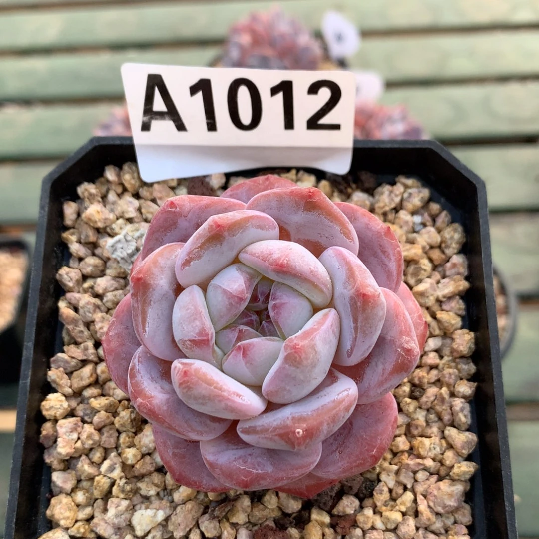 A1012 萝卜麻麻 专拍雪之魄