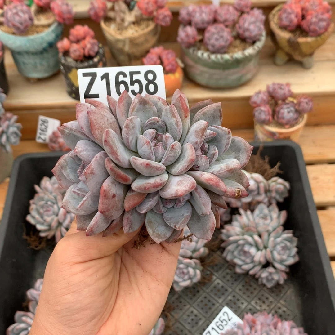 Z1658 星影石榴籽紫心 有砍