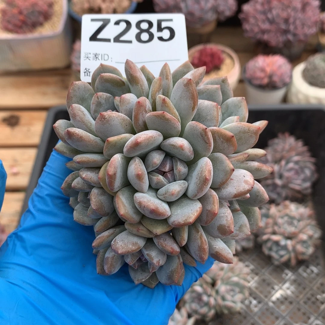 Z285 星影石榴籽小脸 6头9cm